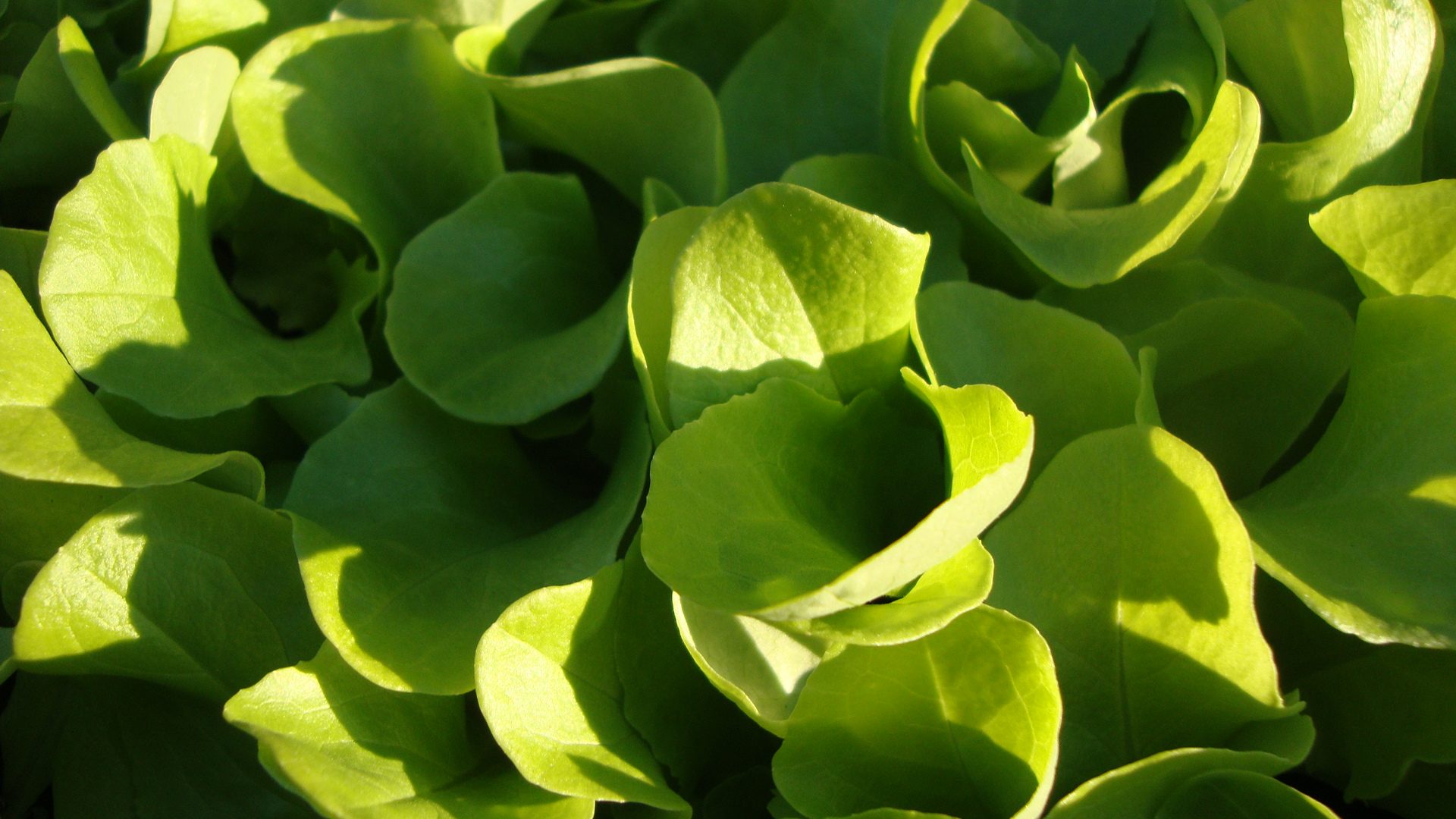 placeholder image-sq